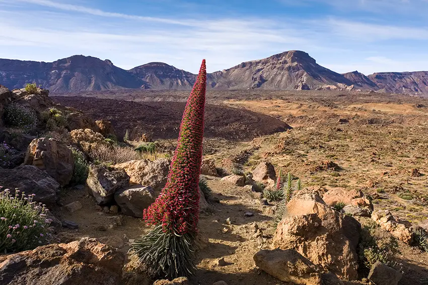 Aussichtpunkt Tabonal Negro im Teide-Nationalpark