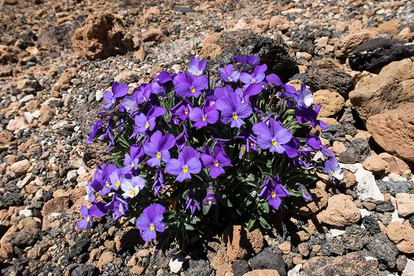 Spectacular specimen of the Guajara violet